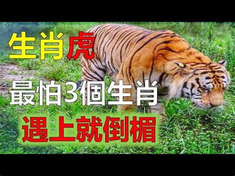 屬虎禁忌喪事|【屬虎禁忌喪事】屬虎禁忌喪事！虎年喪禮怎麼參加？專家破解迷。